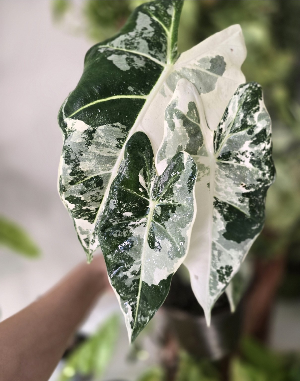 Alocasia Frydek Variegated