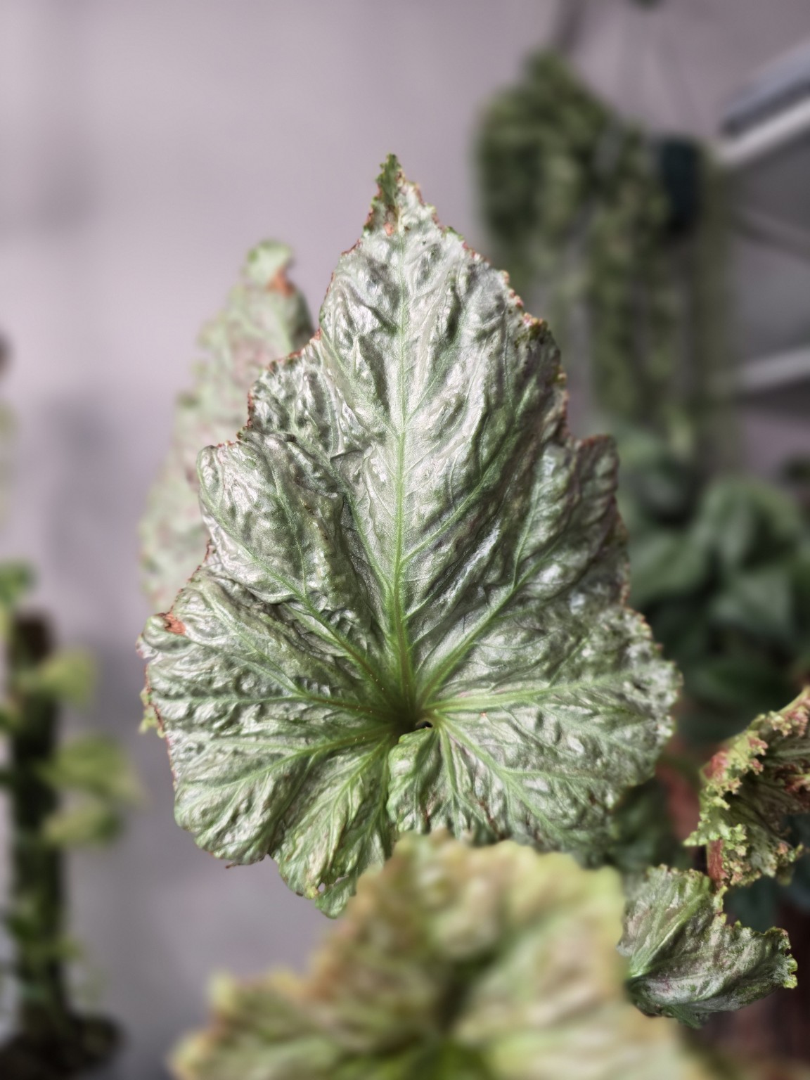 Begonia Hiro