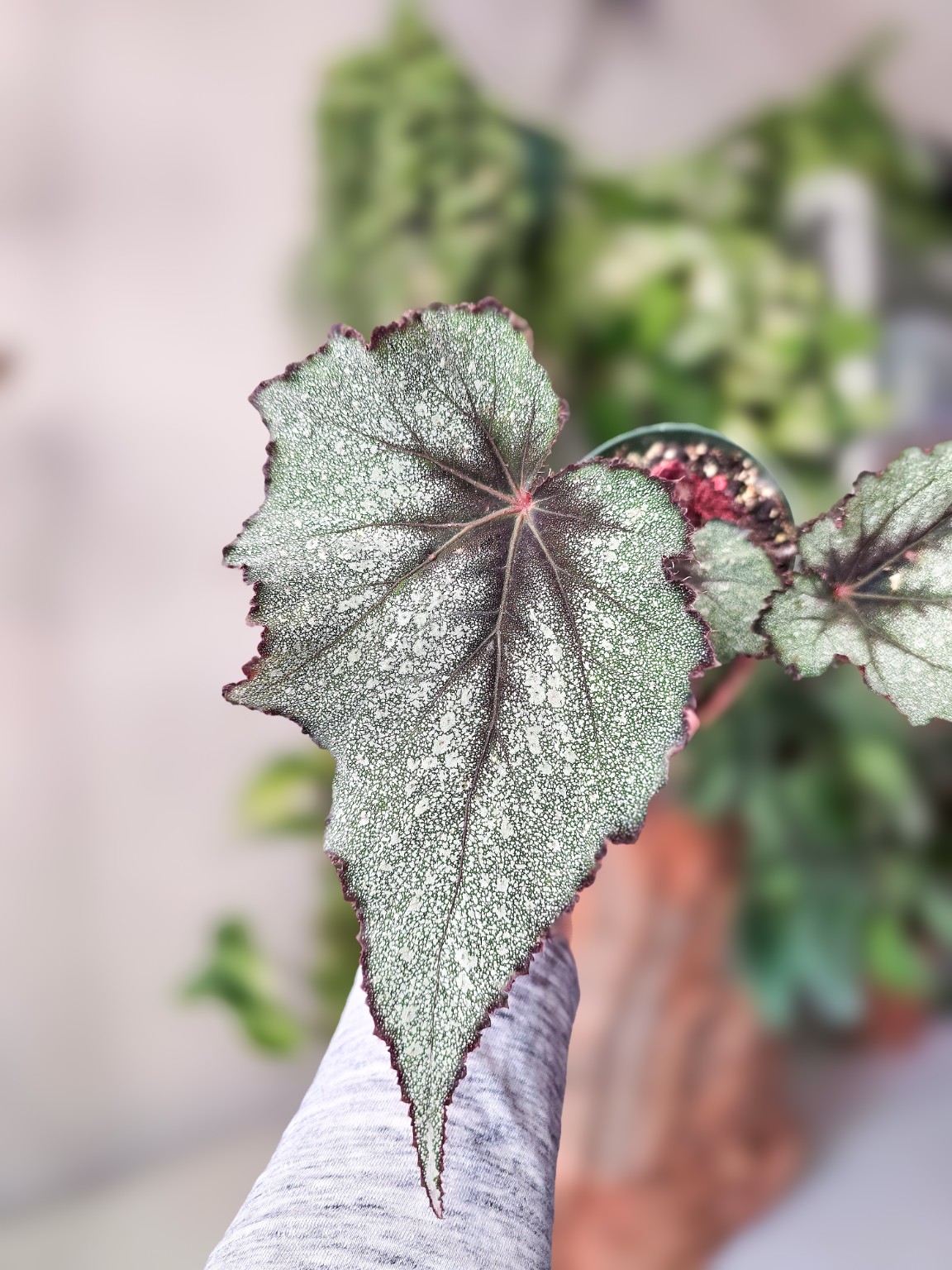 Begonia Jurassic Purple