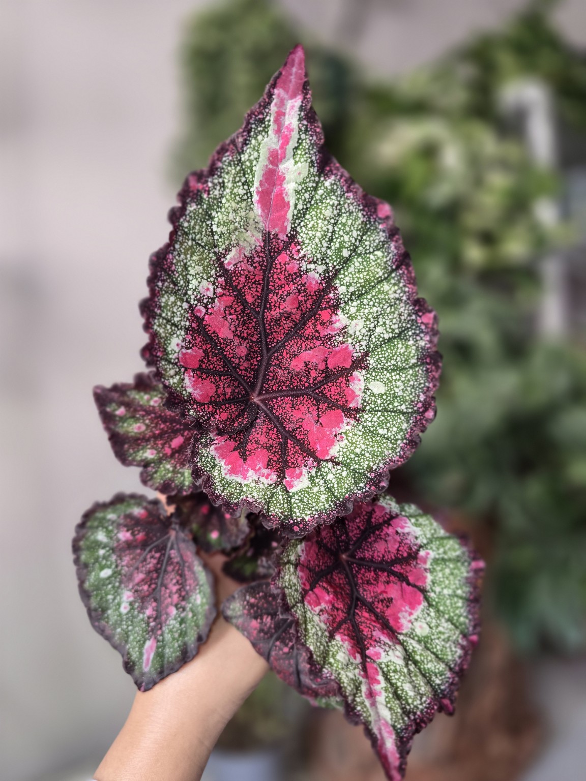 Begonia Love Potion