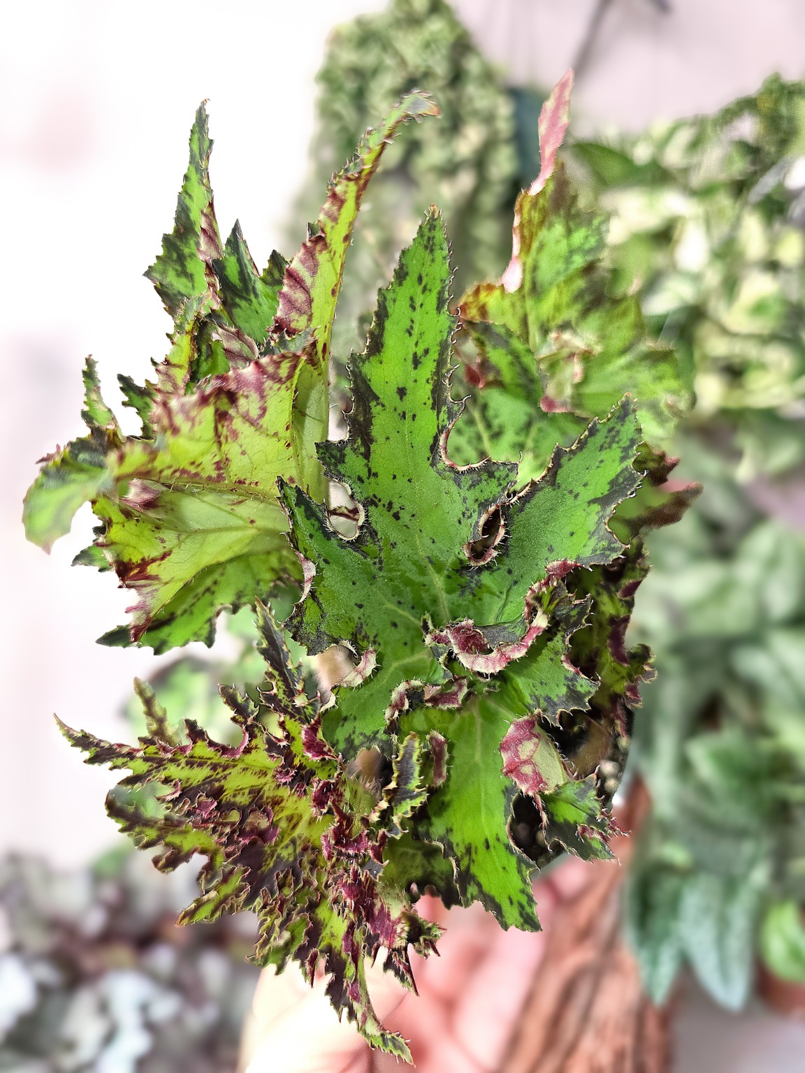 Begonia NO ID