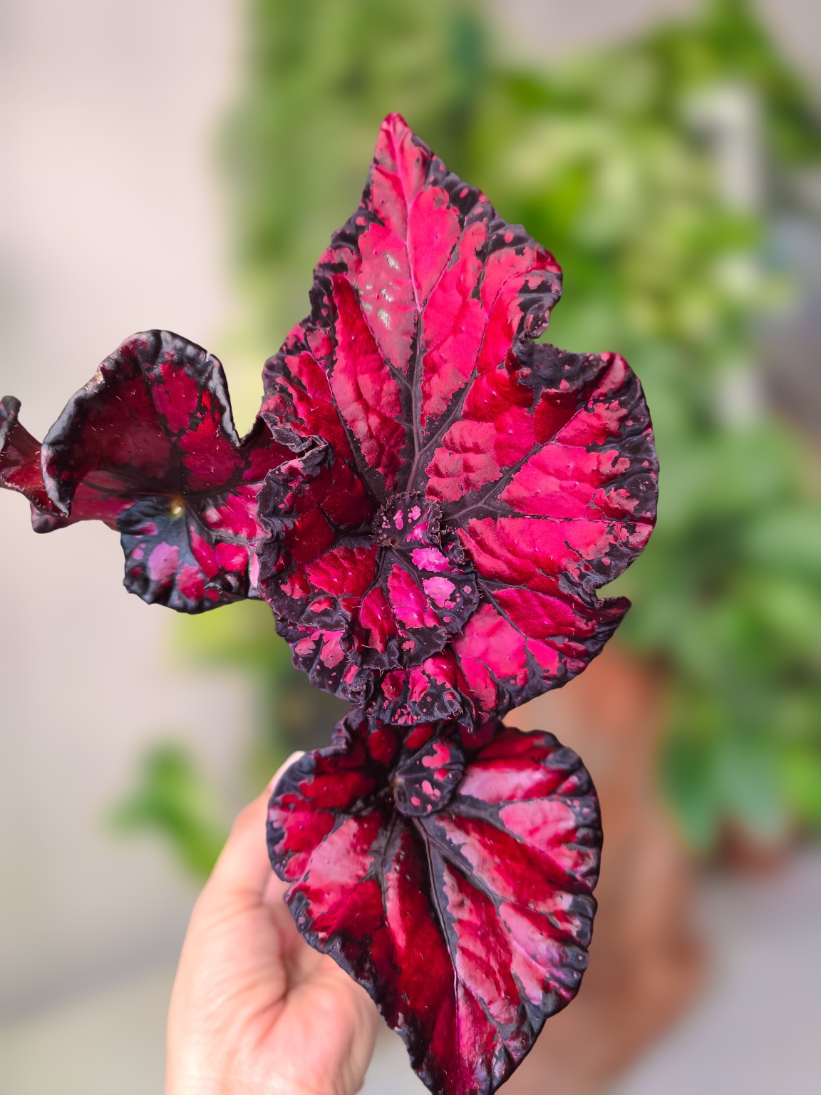 Begonia Phantom
