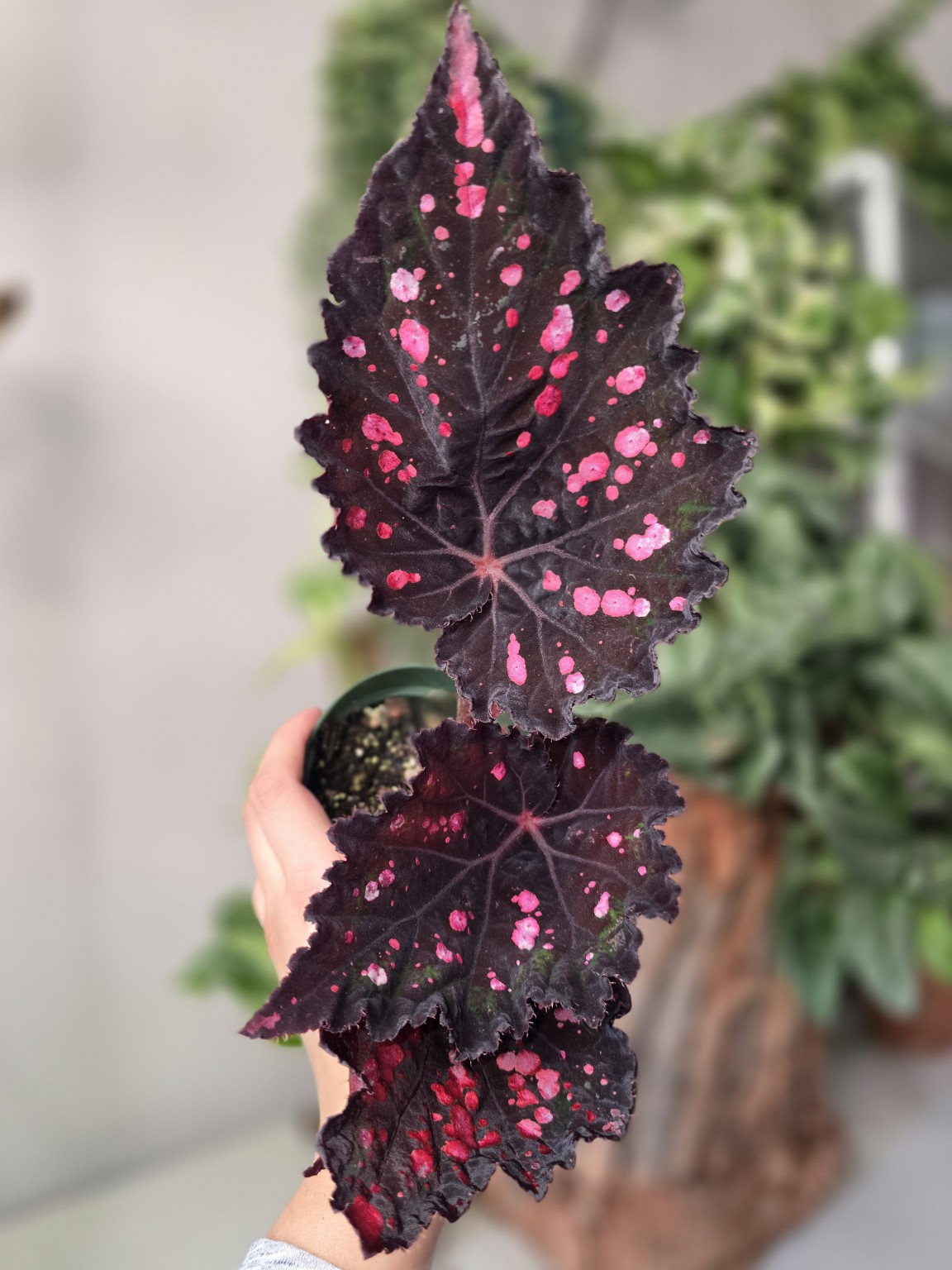 Begonia Rex NO ID