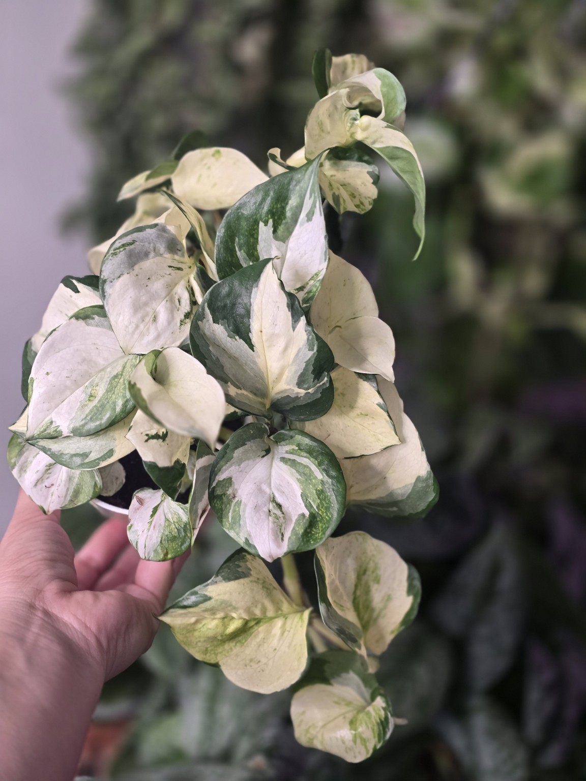 Epipremnum Aureum Harlequin