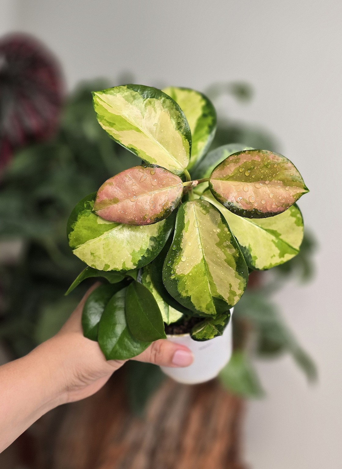 Hoya Lisa