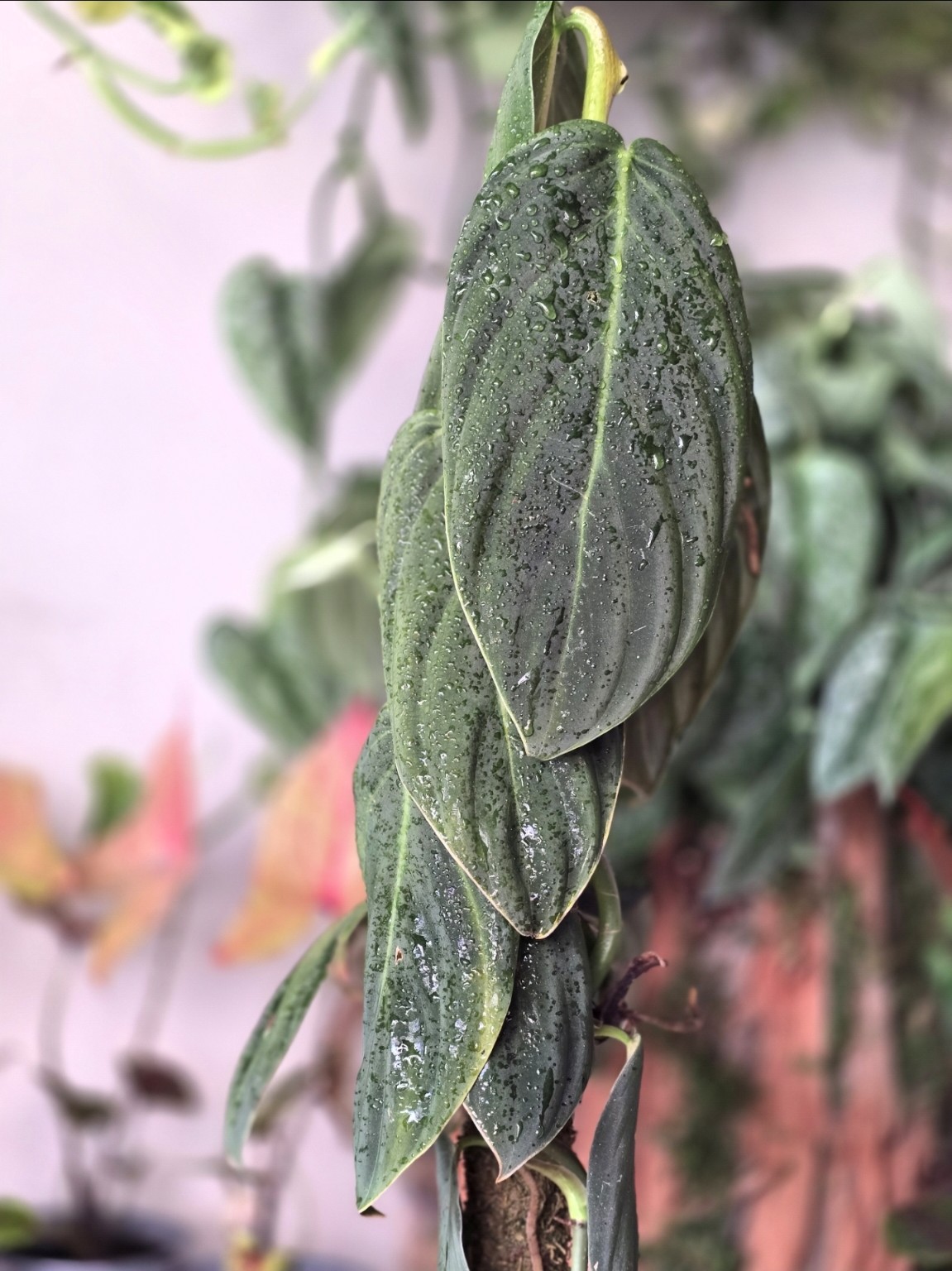 Philodendron Gigas
